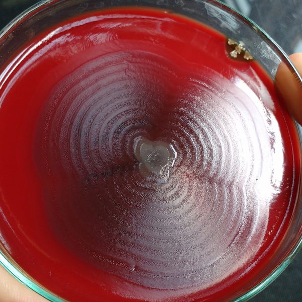 توکسین بایندر | خوراک دام | خوراک طیور |