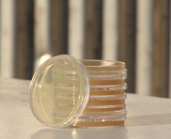 محیط کشت Starch Agar